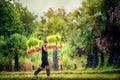 Rice farming, Farmers grow rice in the rainy season local country thailand