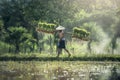 Rice farming, Farmers grow rice in the rainy season