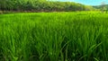 Rice farming fields that are still green Royalty Free Stock Photo