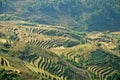 Rice farming horiculture on Vietnam mountain