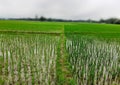 Rice farming in India. Green rice plants in the field. Rice garden Royalty Free Stock Photo