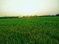 Rice Farming land in countryside