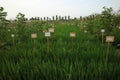 Rice farming research