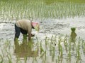 Rice farming season in Thailand