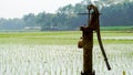 Rice farming by tube machine in winter in India. green ,landscape mode Royalty Free Stock Photo