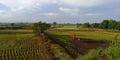 Ricefield farmland swamarea Kalimantan Selatan ; Borneo