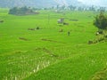 Rice farms in Mazandaran , Northern Iran Royalty Free Stock Photo