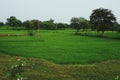 Rice feild paddy