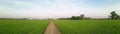 Rice feild panorama photography,take in ayutthaya ,Thailand