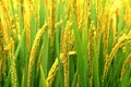 Rice field Royalty Free Stock Photo