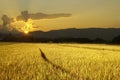 Rice field Royalty Free Stock Photo