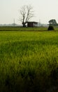 Rice field