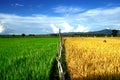 Rice field Royalty Free Stock Photo