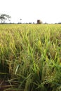 Rice Field Royalty Free Stock Photo
