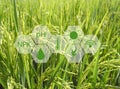 Smart farming argriculture concept , icons on rice field Royalty Free Stock Photo