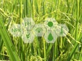 Smart farming argriculture concept , icons on rice field Royalty Free Stock Photo