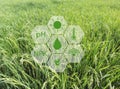Smart farming argriculture concept , icons on rice field Royalty Free Stock Photo