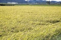 Japanese Rice field Royalty Free Stock Photo
