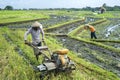 Rice field Royalty Free Stock Photo