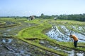 Rice field Royalty Free Stock Photo