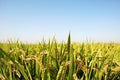 Rice field Royalty Free Stock Photo