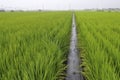 Rice-field Royalty Free Stock Photo