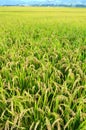 Rice field