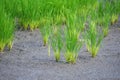 Rice field Royalty Free Stock Photo