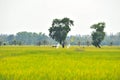 Rice field Royalty Free Stock Photo