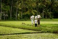 Rice field