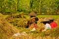 Rice Field