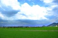Rice field Royalty Free Stock Photo