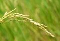 Rice Field Royalty Free Stock Photo