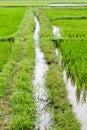 Rice field