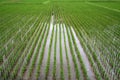 Rice field Royalty Free Stock Photo