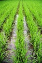 Rice field Royalty Free Stock Photo