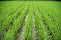 Rice field Royalty Free Stock Photo