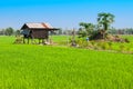 Rice Field with Abandoned Little Farmer Hut