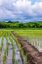 Rice field, Agriculture, paddy, with sky and cloud rain