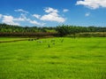 Rice field, Agriculture, paddy, with white cloud