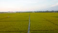 the rice field air began to turn yellow