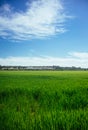 Rice field in the area AlcÃ¡cer do Sal - Portugal Royalty Free Stock Photo