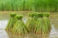 Rice field, Asia paddy field Royalty Free Stock Photo