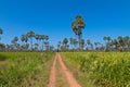 Rice field in Asian Country