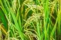 rice field in asian country closeup rice seed