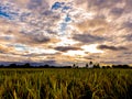 Rice field in the evening Royalty Free Stock Photo