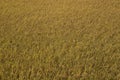 Rice field in autumn,Japan