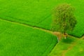 Rice Field Background with lonely tree Royalty Free Stock Photo