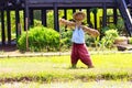 Rice field background with scarecrow or straw-man Royalty Free Stock Photo