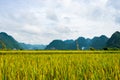 The rice field in BacSon - Vietnam Royalty Free Stock Photo